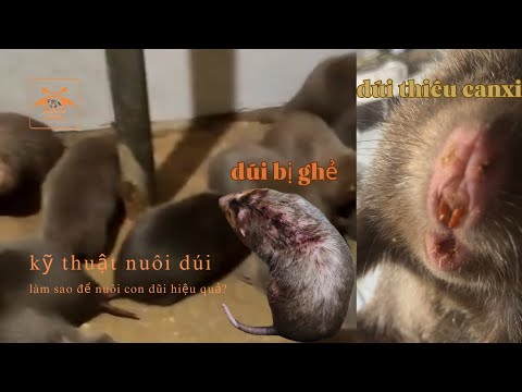 hướng dẫn phòng và điều trị bệnh ghẻ trên con dúi