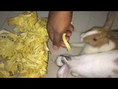 Occasionally They Eat Whole Asmr