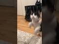 Attack Of The Tuxedo Cat