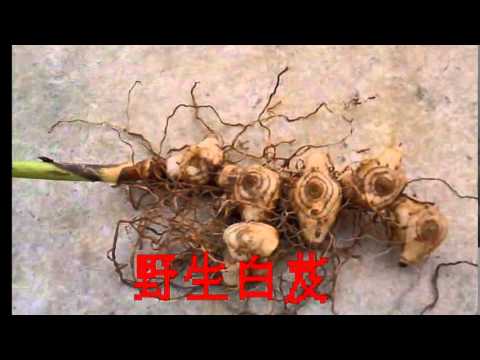 中药白芨, 中药白芨功效, 白芨价格