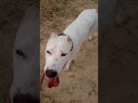 noora the dogoargentino😍 🐕🐶❤