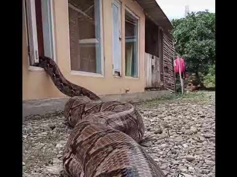 テラスのヘビ – 庭の所有者にとって恐怖 自然と動物