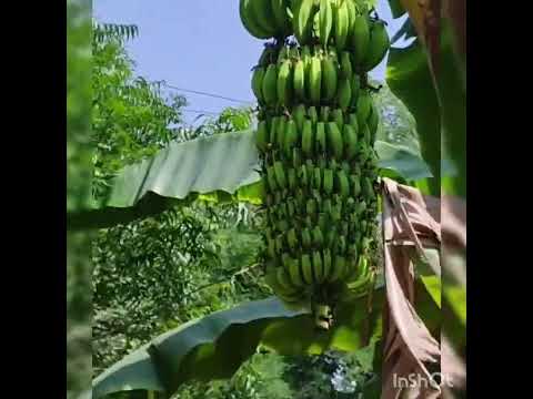 kudrat dea rang@fruit