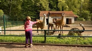 preview picture of video 'ZOO GOTHA  beliebt bei Kindern. Kurzer Einblick'