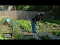 In A Time Of Uncertainty Bostonians Embrace Their Community Gardens