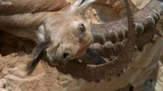 Weedeater – Hammerhandle