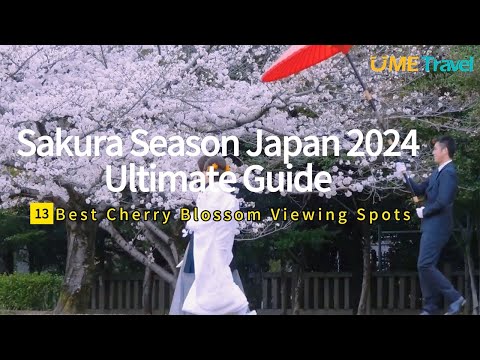 Sakura Season Japan 2024Ultimate Guide：13 Best Cherry Blossom Viewing Spots