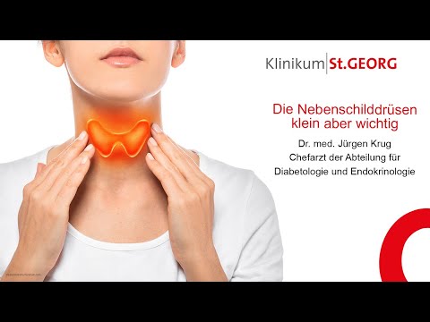 Nebenschilddrüsen - kleine Drüsen, große Bedeutung