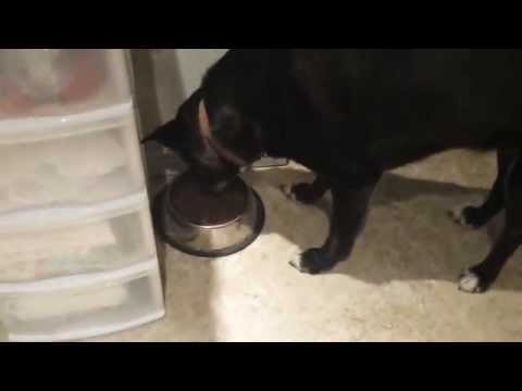 HOW-TO: TAME ANY WILD BEAST!