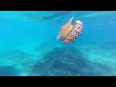Observação de peixes no Mar Tirreno