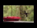 The Dance of the Hummingbird