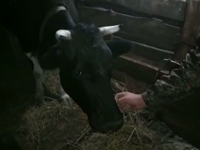 Малая Елга. Галкина Алиса (2 года) поздравляет папу с Днем отца