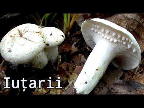 Lactarius Piperatus - ciupercuța zilei - iuțarul, lăptuca iute