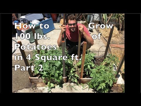 download lagu mp3 mp4 How Many Cups In A Pound Of Potatoes, download lagu How Many Cups In A Pound Of Potatoes gratis, unduh video klip How Many Cups In A Pound Of Potatoes