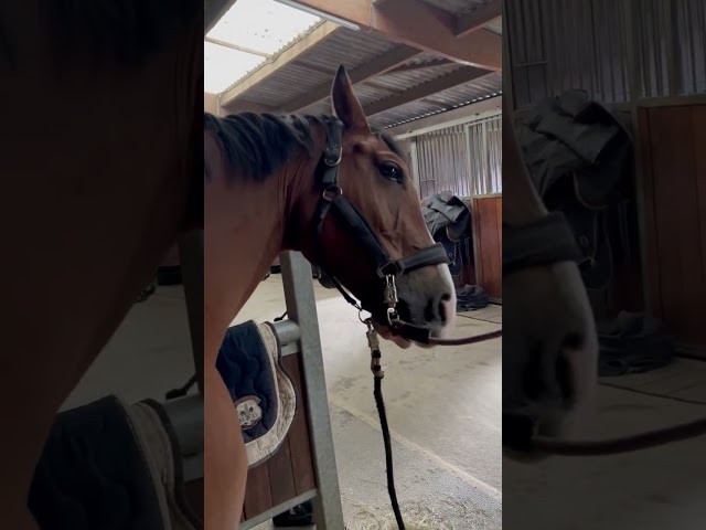 Cheval attachant et gentil &agrave; replacer pour nouvelle vie