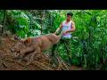 A Giant Wild Boar Caught In The Trap A Well Deserved Reward After Days Of Waiting Trieu Duong TV