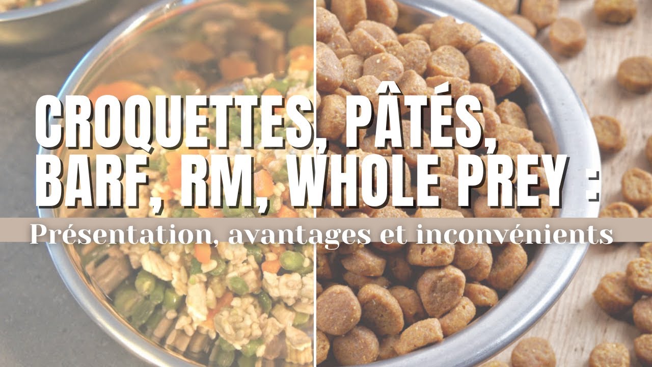 LES DIFFÉRENTES FAÇONS DE NOURRIR SON CHIEN OU CHAT !