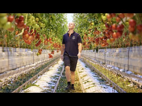 De Trostomaten van Sietse voor DekaMarkt | Herkomst
