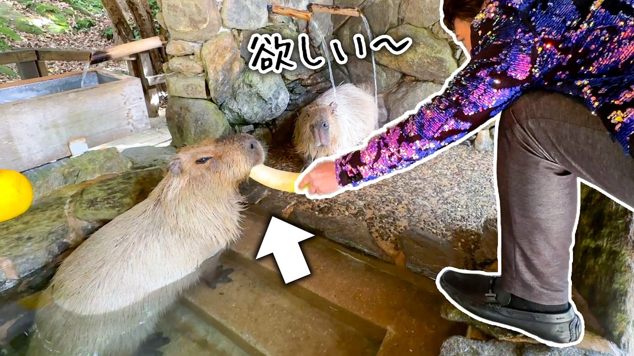 有名な演歌歌手に身を乗り出してもらってまでエサをもらうカピバラたち【大地あきおさん】