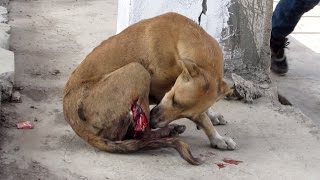 Leg cut off by train, sweetest dog still wags tail