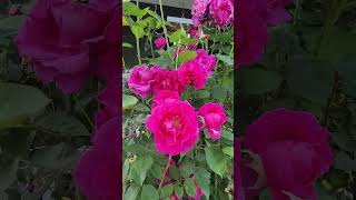 Welcome to my Brindabella rose garden