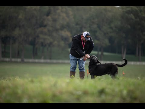 2019 SRS CROWN CHAMPIONSHIP - NATCHEZ, MS - SHOW 3