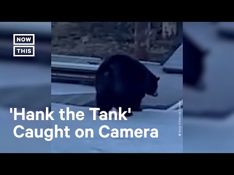 500-lb Black Bear 'Hank the Tank' Caught on Camera