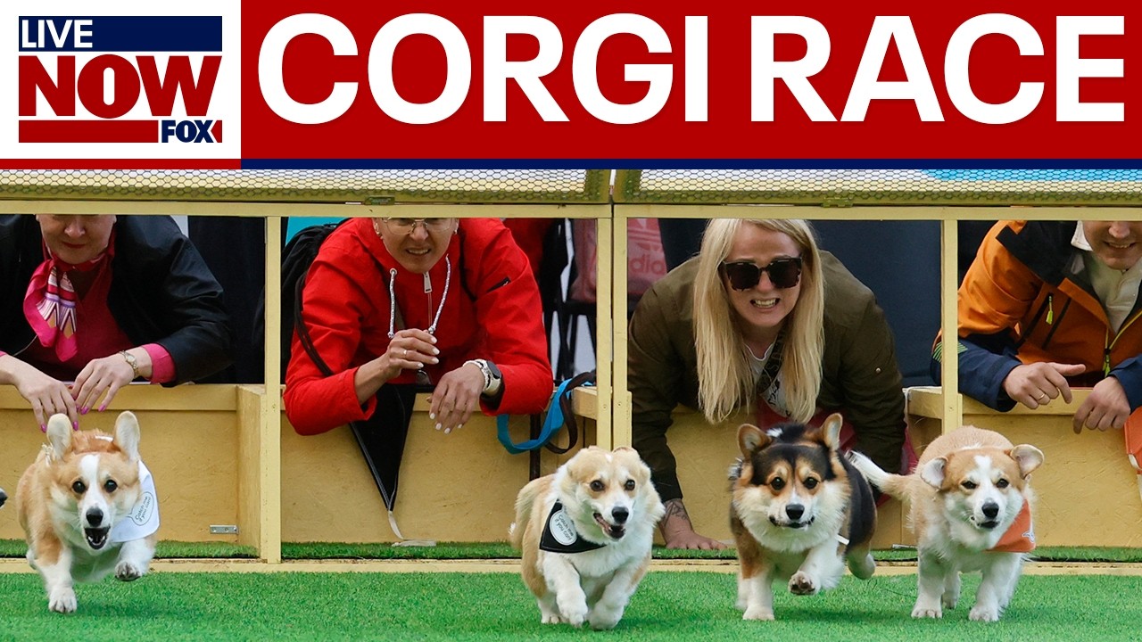 LIVE SOON: Corgis race in Lithuania