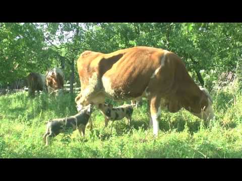 PRASICI SISAJU KRAVU - Obicaji Radjevine - Dobrivoje i Dobrila Pantelic