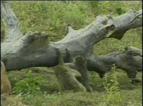 djuma drive 7feb08 pm pt1