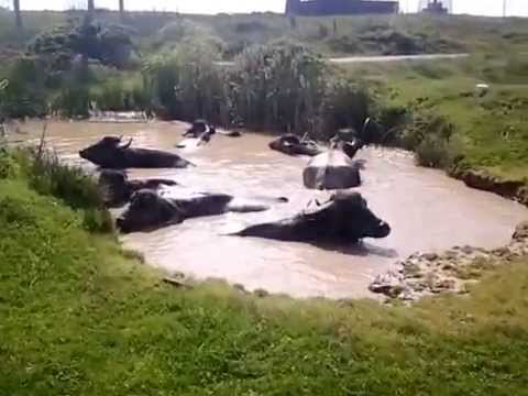 Ferma de Bivoli Lazareni part 1