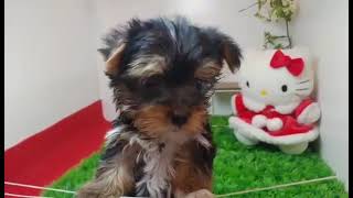 Video preview image #1 Yorkshire Terrier Puppy For Sale in CHICAGO, IL, USA