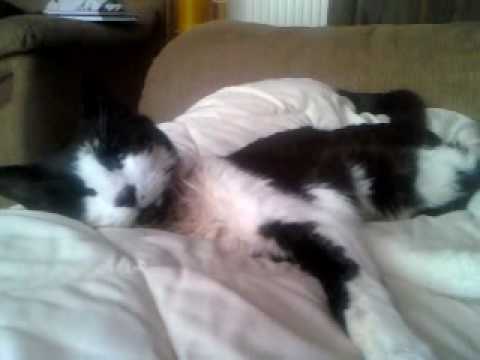 My Cat Zoned Out Being Blown By The Fan By Philippa