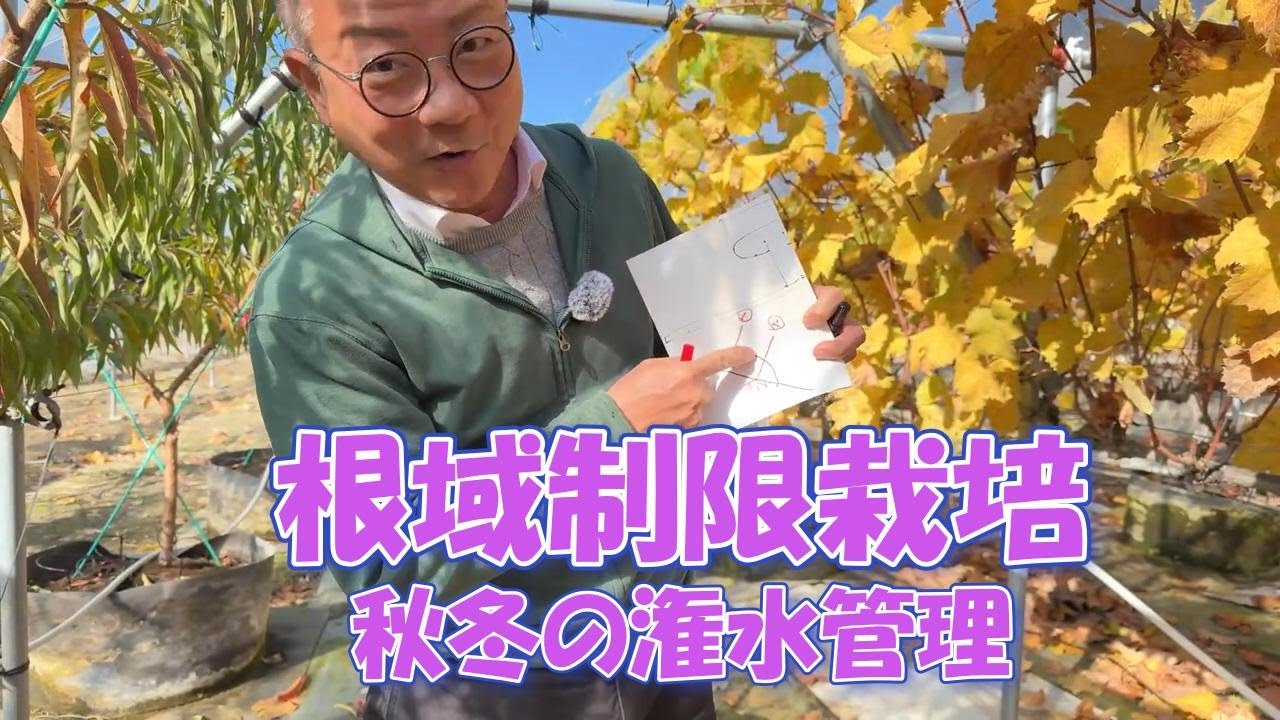 葡萄の育て方【根域制限養液土耕栽培】ブドウ樹の秋冬の潅水管理。人生100年時代の後半を、農業で楽しく生きる（稼ぎ方）を提案するチャンネル。