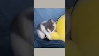 Download lagu Go baby! 😹 mp3