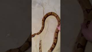 boa constrictor stands up and CHARGES