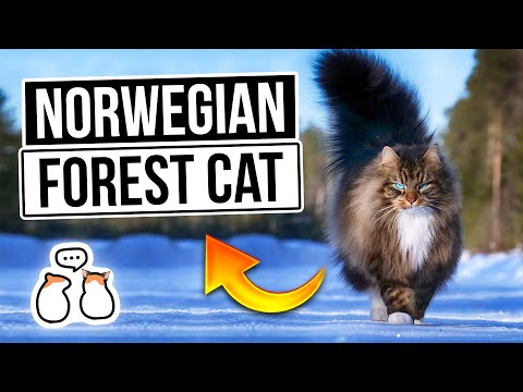 The Norwegian Forest Cat – From Birth To Old Age