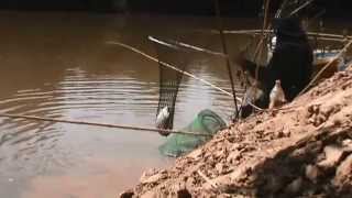 preview picture of video 'Dicas de Pescaria de curimba no barranco do rio Urucuia'