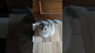 Download lagu Cat enjoying day 🐈❣️ #cat #pets #funnycats #cutecat #petlovers #kitten #kidsfun #catsoftiktok mp3