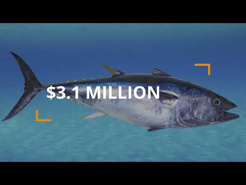 Expensive Things in the WORLD   luxury boy