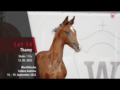 Online-Auktion Lot 34 Thamy Stute v. Taurus - Don Vino