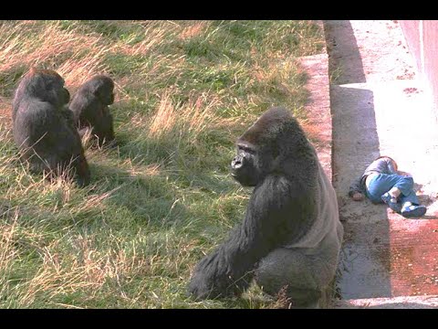 JAMBO (The Gentle Giant)