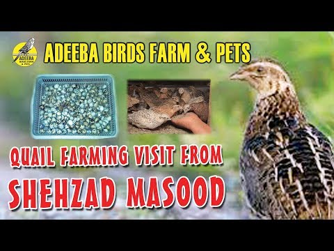 Adeeba birds farm & pets