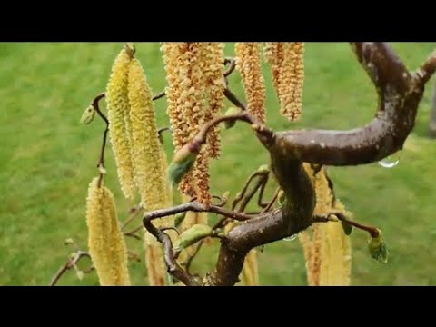 Corylus Avellana Contorta