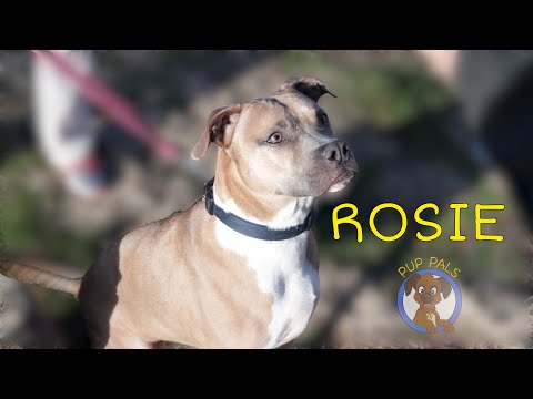 ROSIE (FKA SCULLY), an adopted Boxer & Pit Bull Terrier Mix in garden city park, NY_image-1