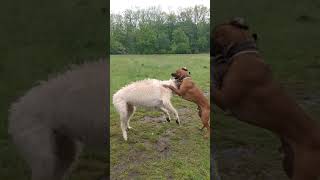 Ridgeback vs. Irischer Wolfshund