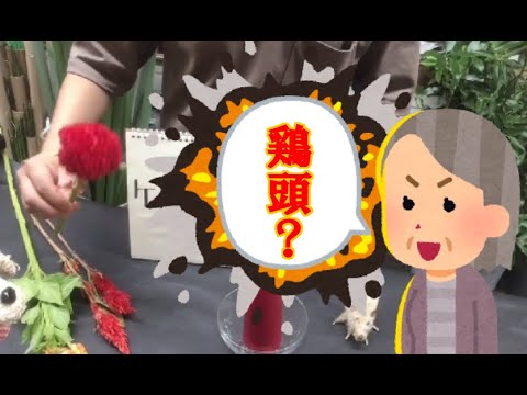 ケイトウについて詳しく解説