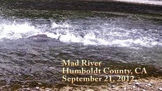 preview picture of video 'Chinook Salmon Explode Up Riffle, Mad River, Humboldt'