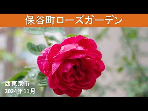 雨は果樹にどのような影響を与えますか?効果的に雨を防ぐことができるでしょうか?  庭園