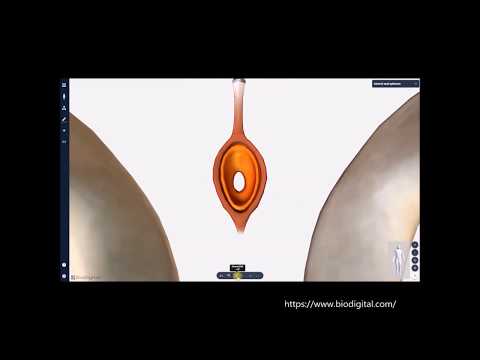 Beckenboden: M.sphincter ani externus